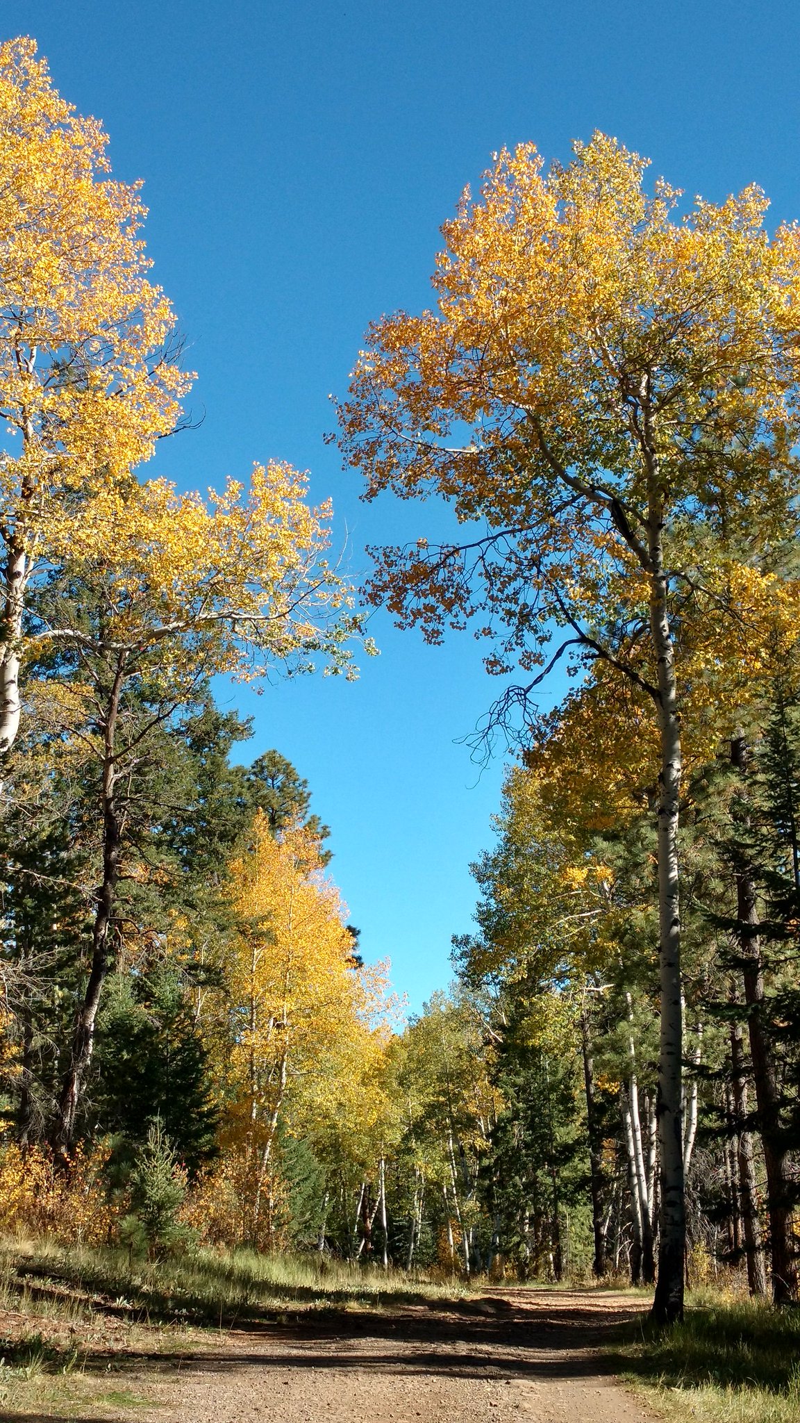 The Apache-Sitgreaves National Forest, Arizona, where Travis Walton's logging crew reported the 1975 encounter and from which he vanished for five days.